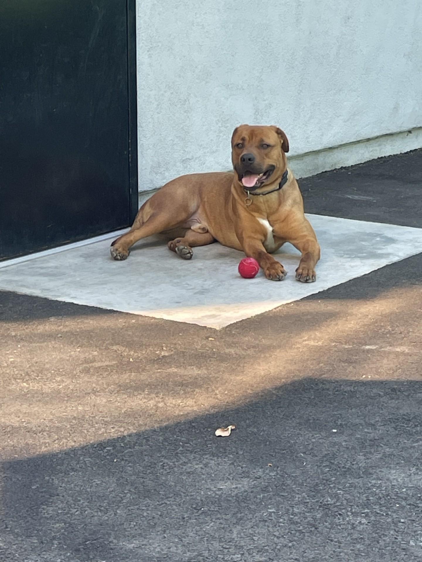 Sir Oliver aka Ollie Bear URGENT! Can you help ??