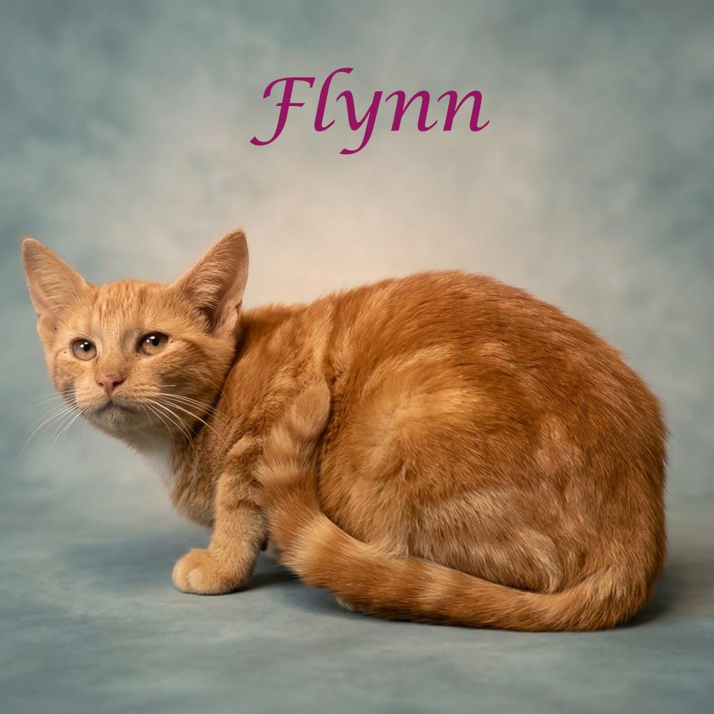 Flynn C26-282, Adoptable, Kitten Female Domestic Short Hair.