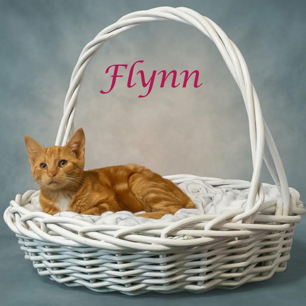 Enlarge Flynn C26-282, a Adoptable Domestic Short Hair in Lebanon, TN image 2/6