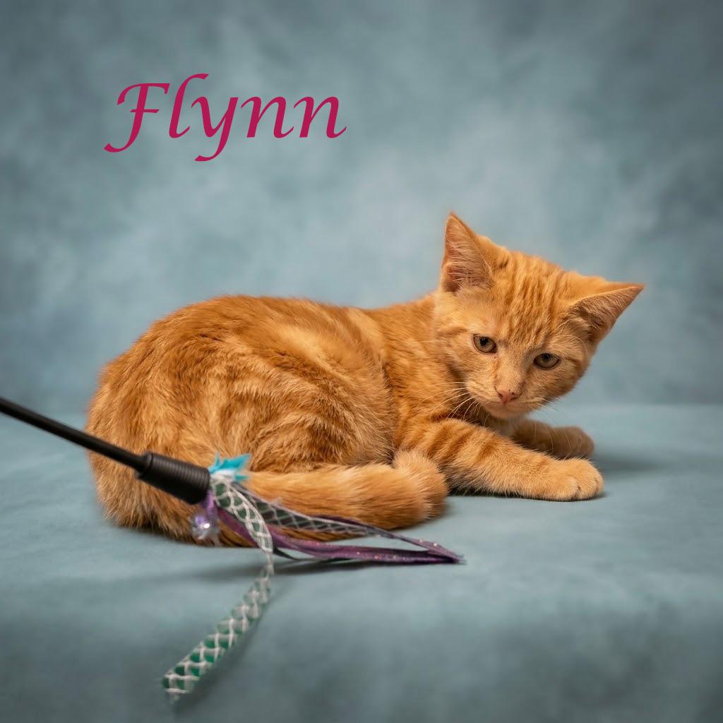 Enlarge Flynn C26-282, a Adoptable Domestic Short Hair in Lebanon, TN image 3/6