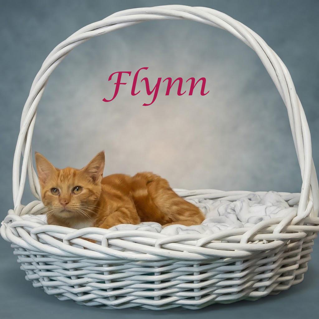 Enlarge Flynn C26-282, a Adoptable Domestic Short Hair in Lebanon, TN image 4/6