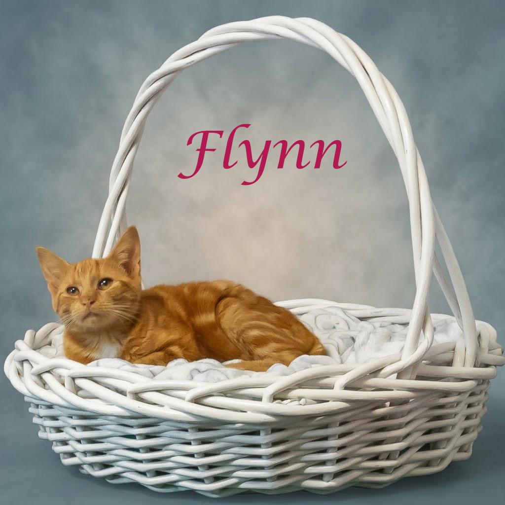 Enlarge Flynn C26-282, a Adoptable Domestic Short Hair in Lebanon, TN image 5/6