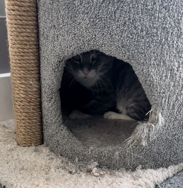 Enlarge Dukester, a Adoptable Domestic Short Hair in Westfield, NJ image 1/1