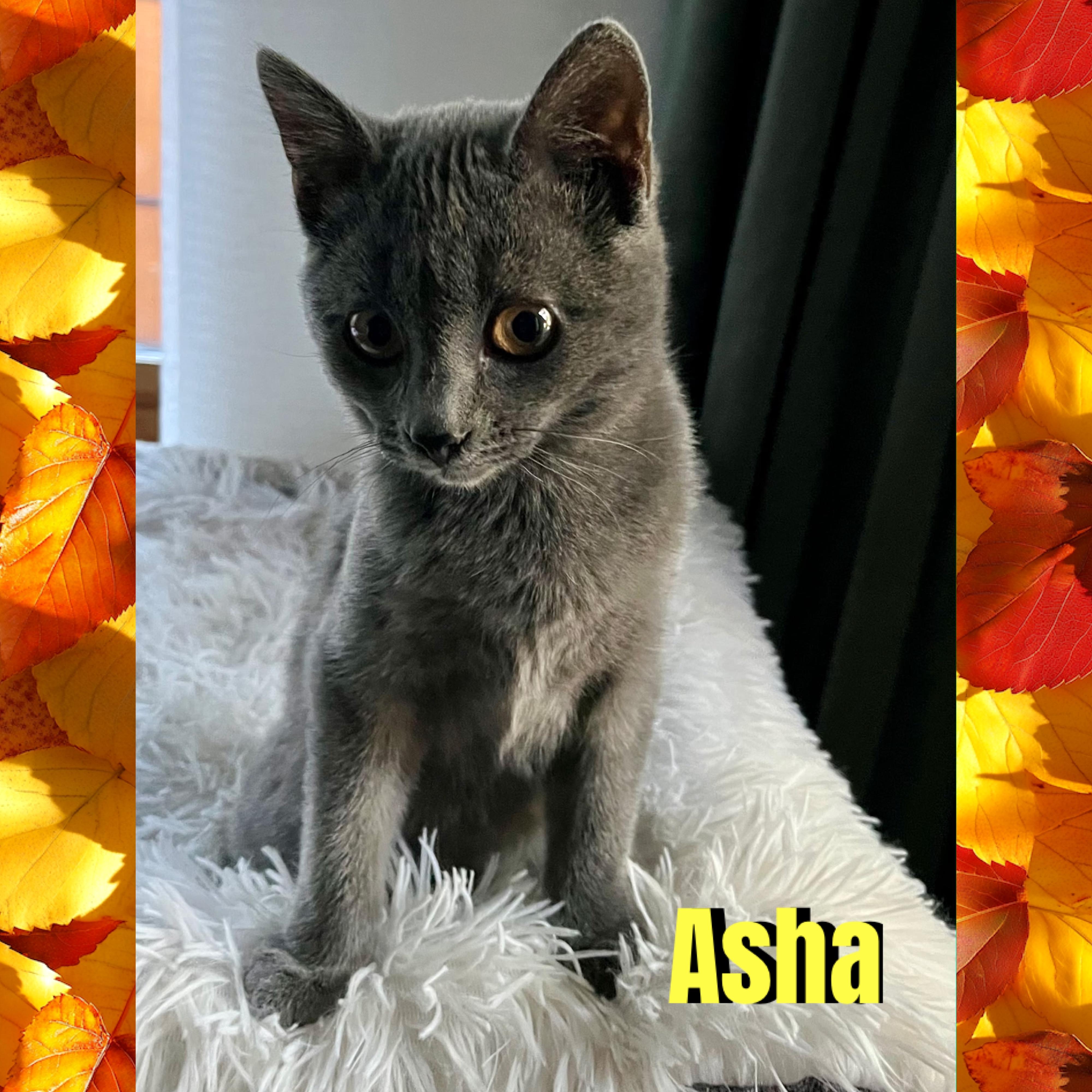 Enlarge Asha, a Adoptable mixed breed in Red Lodge, MT image 2/4