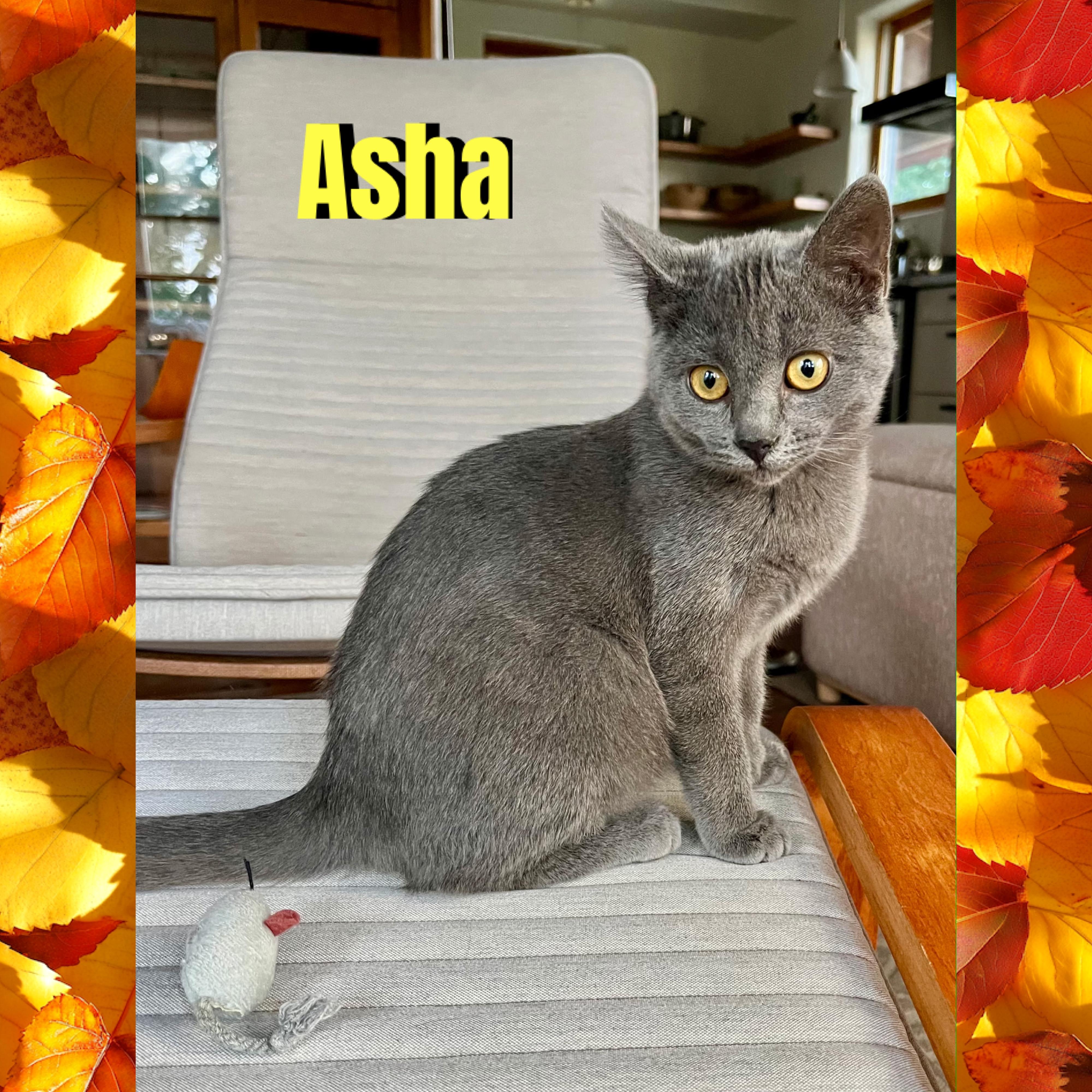 Asha, Adoptable, Kitten Female Domestic Short Hair.