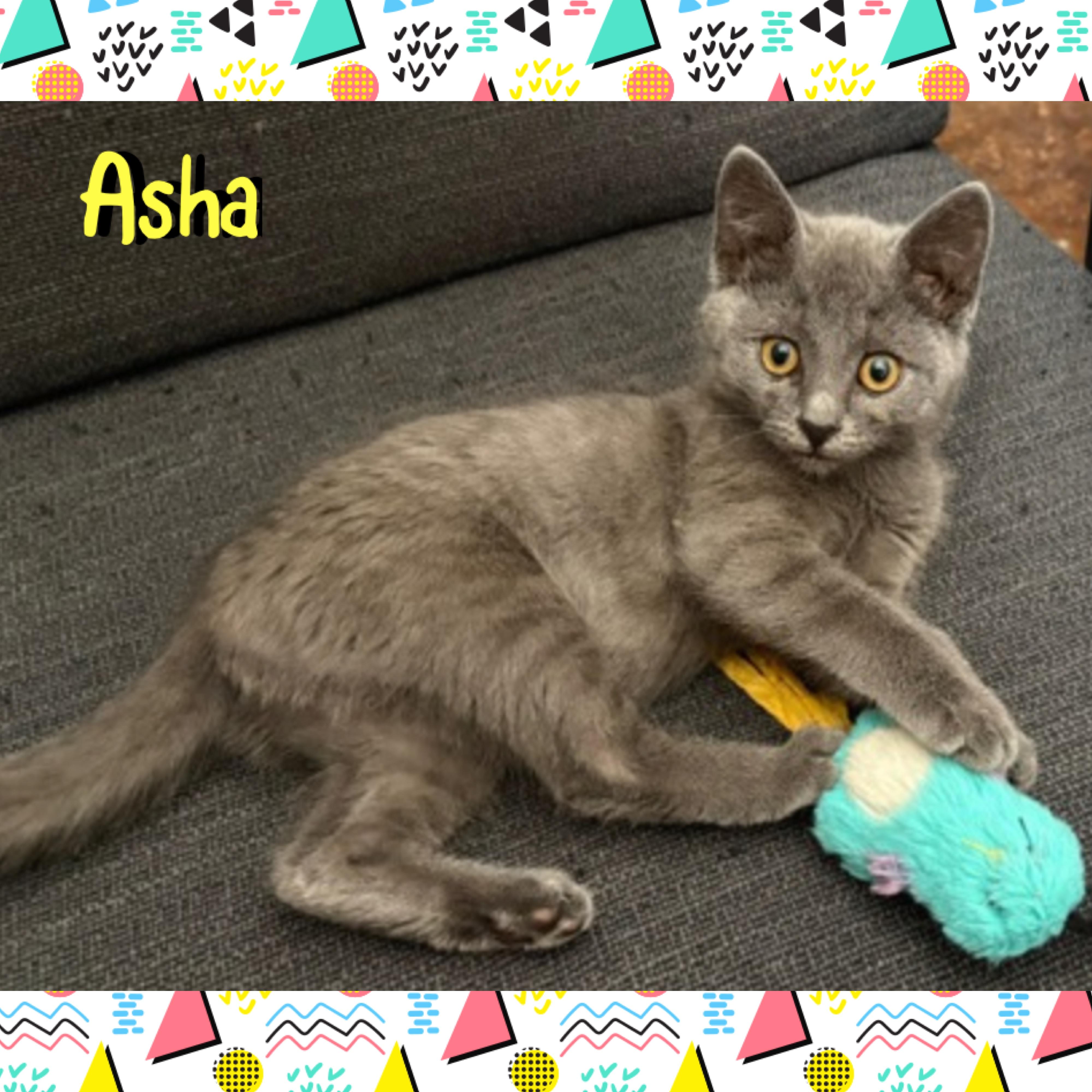 Asha, a ADOPTABLE mixed breed in Red Lodge, MT image 4/4