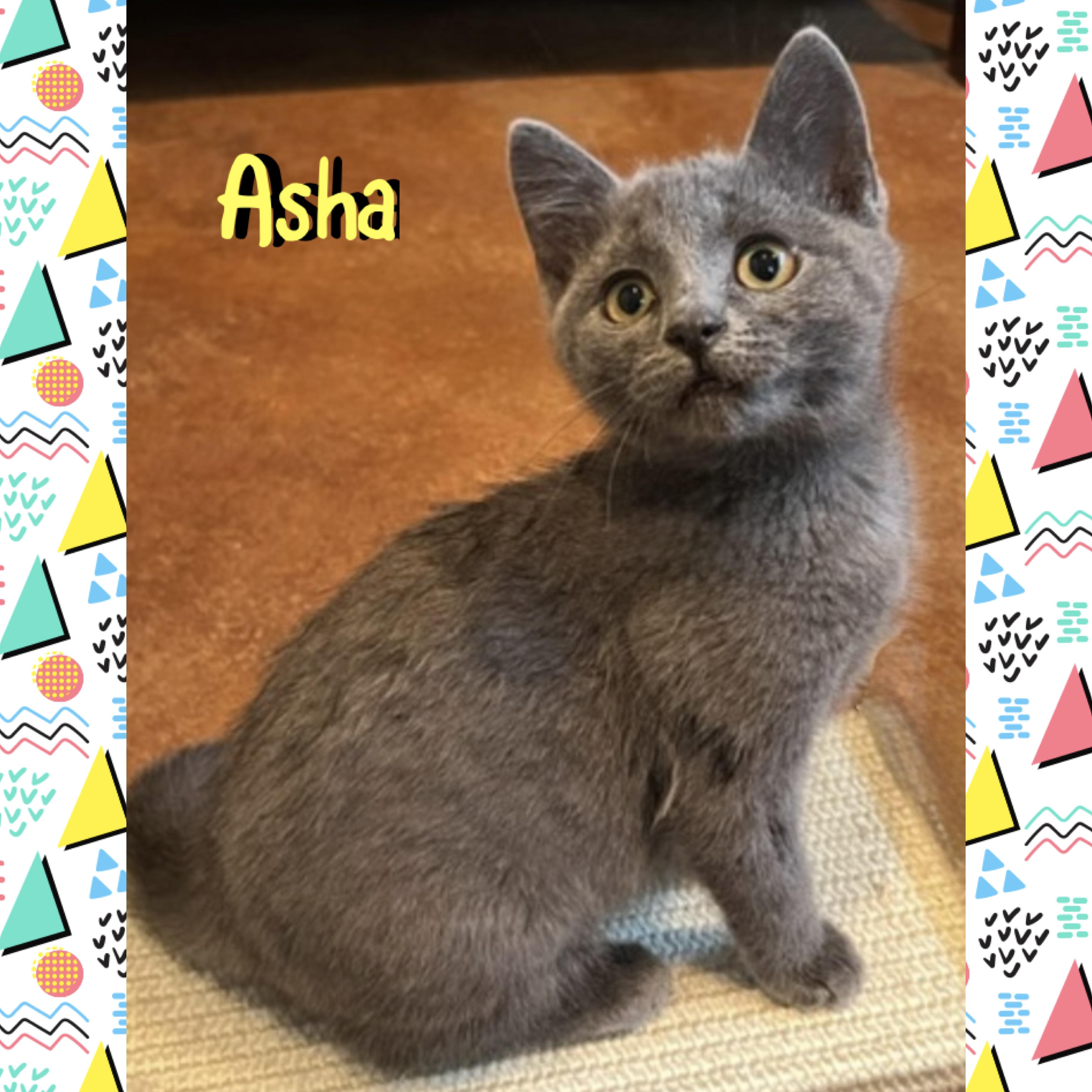 Asha, a ADOPTABLE mixed breed in Red Lodge, MT image 1/4