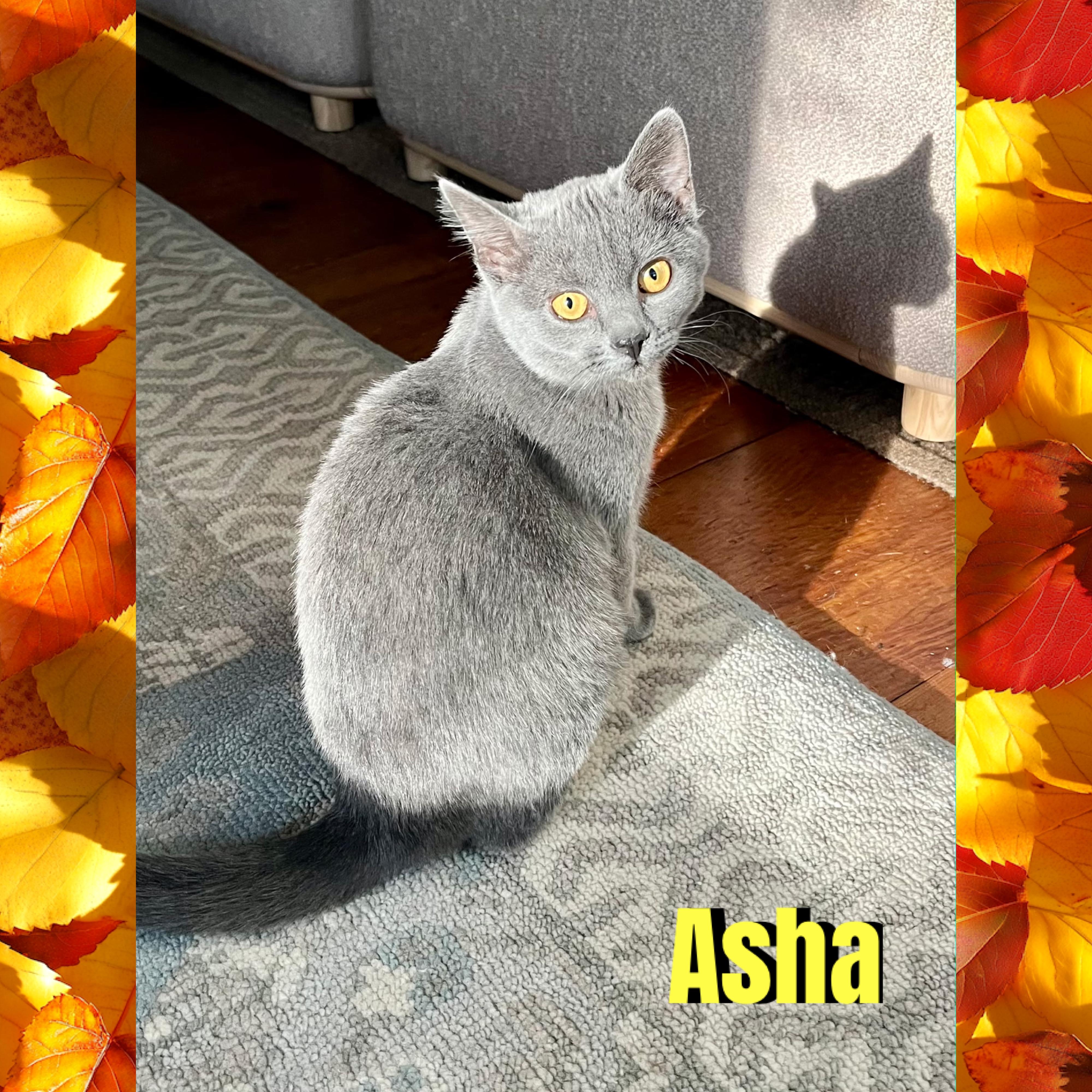 Enlarge Asha, a Adoptable mixed breed in Red Lodge, MT image 3/4