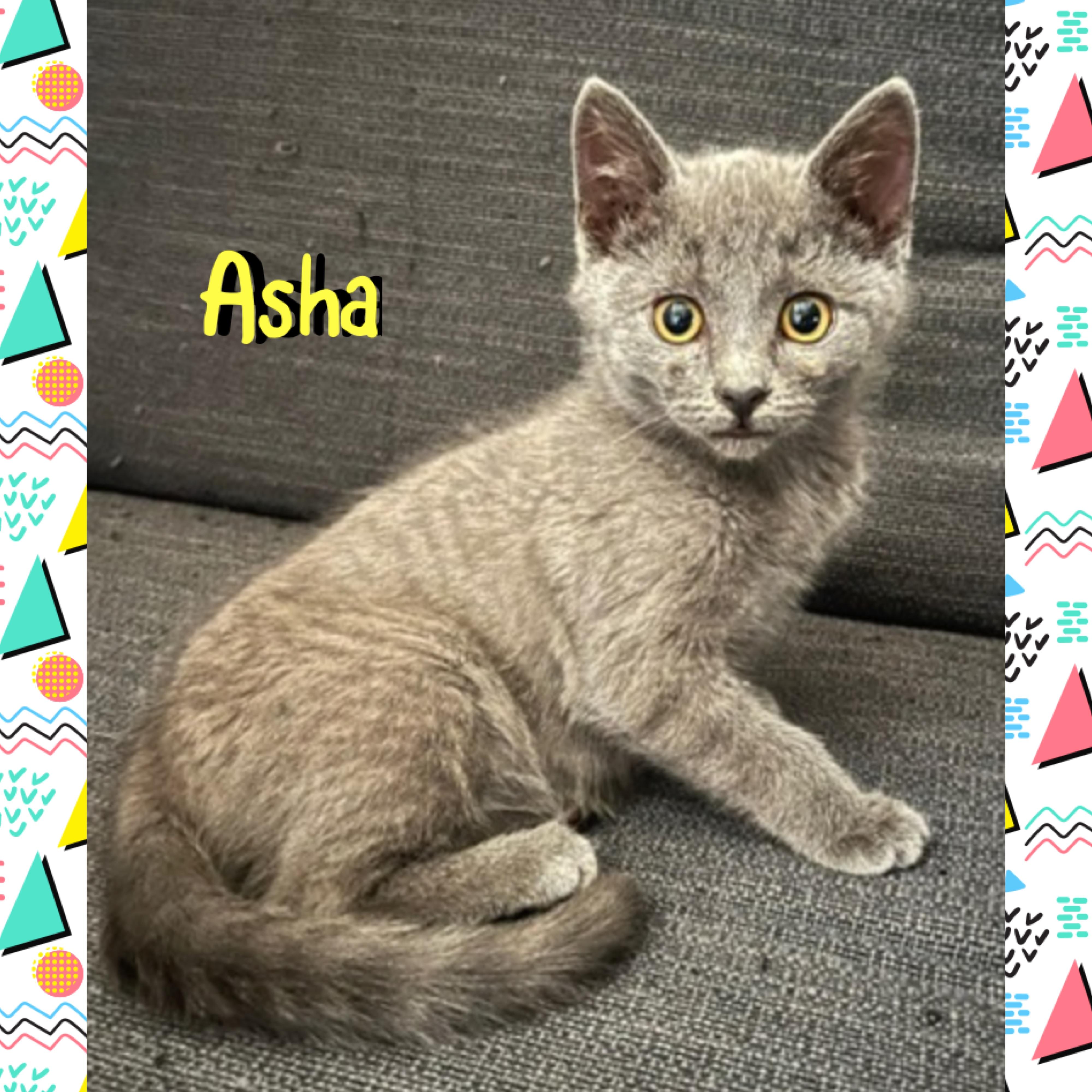 Asha, a ADOPTABLE mixed breed in Red Lodge, MT image 3/4