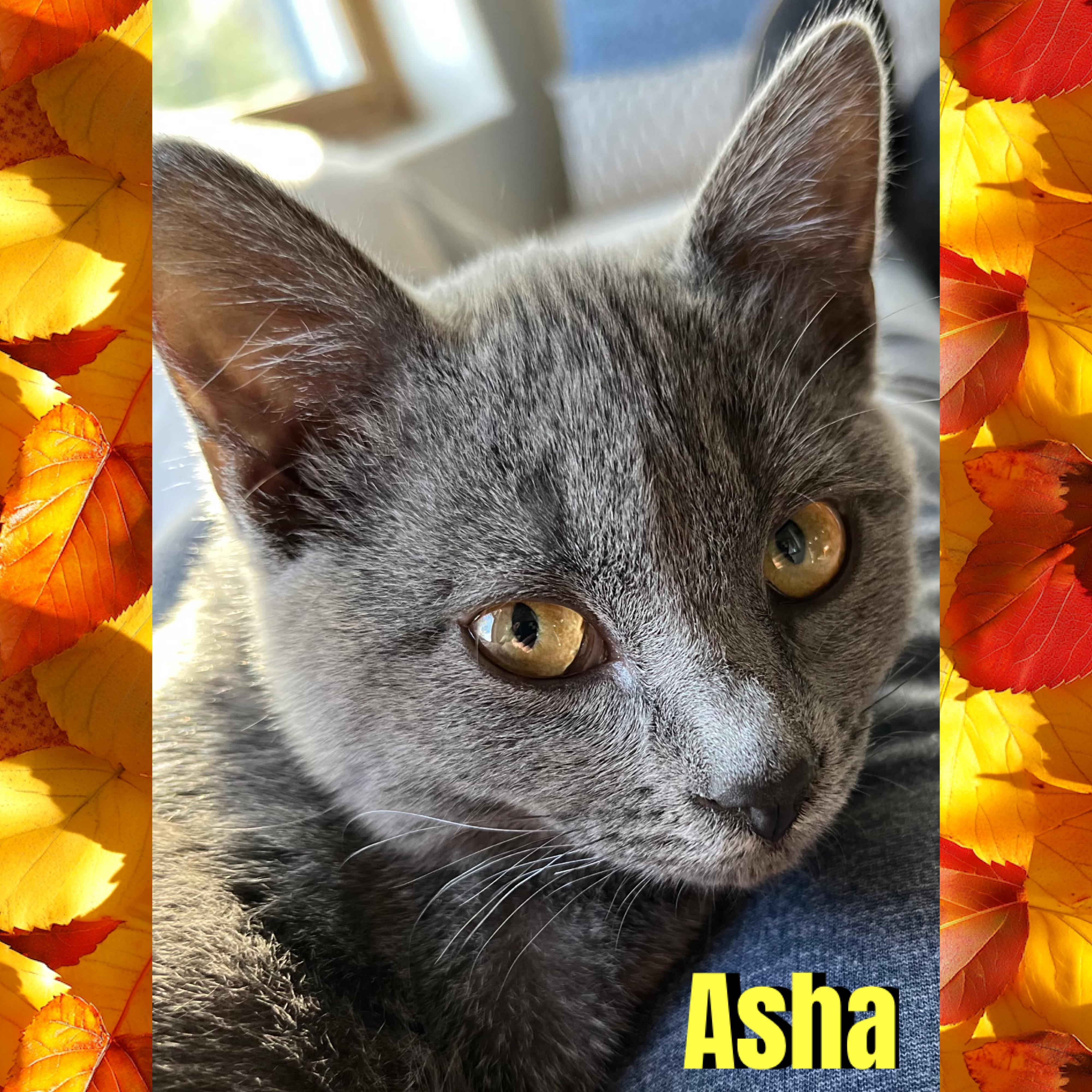 Enlarge Asha, a Adoptable mixed breed in Red Lodge, MT image 4/4