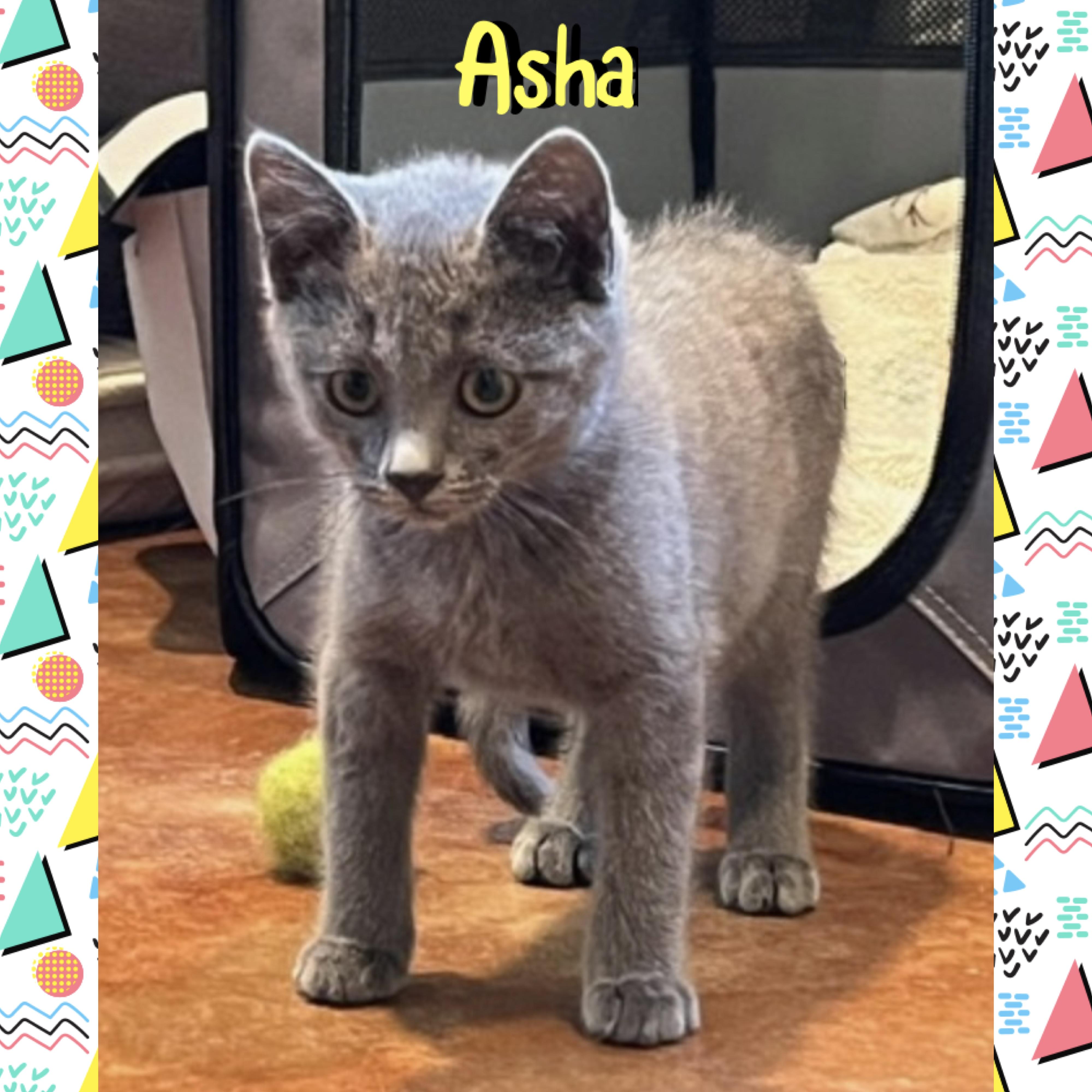 Asha, a ADOPTABLE mixed breed in Red Lodge, MT image 2/4