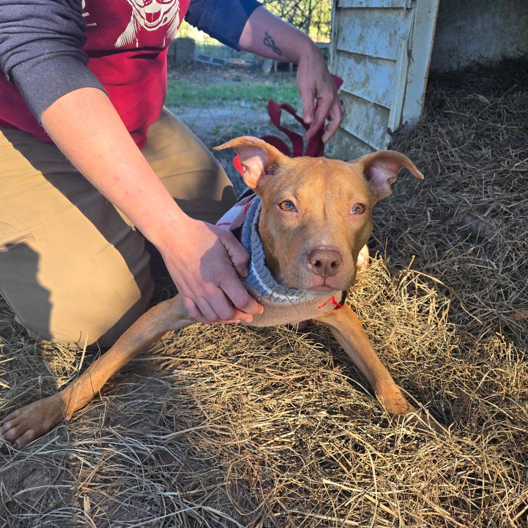 Siren, Adoptable, Young Female American Staffordshire Terrier & Mixed Breed.