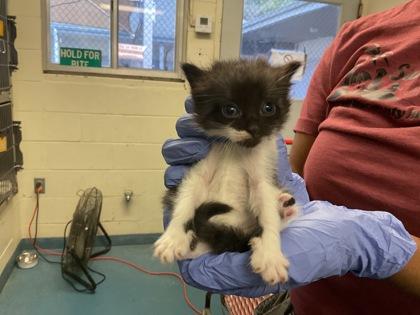 Eevee, Adoptable, Kitten Female Domestic Short Hair & Domestic Short Hair.