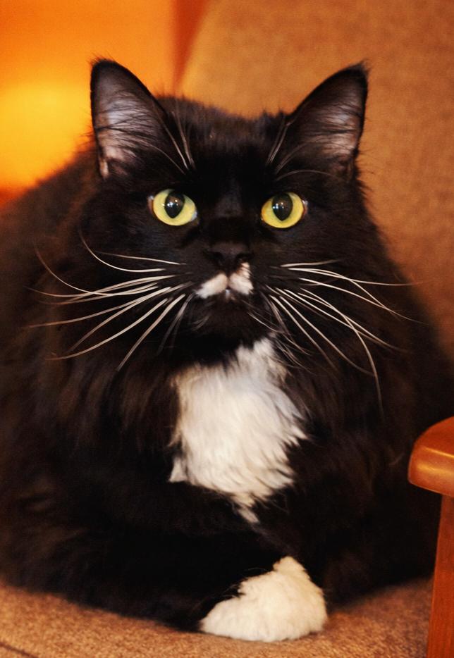 Wookie, ADOPTABLE, Senior Female Maine Coon & Tuxedo.