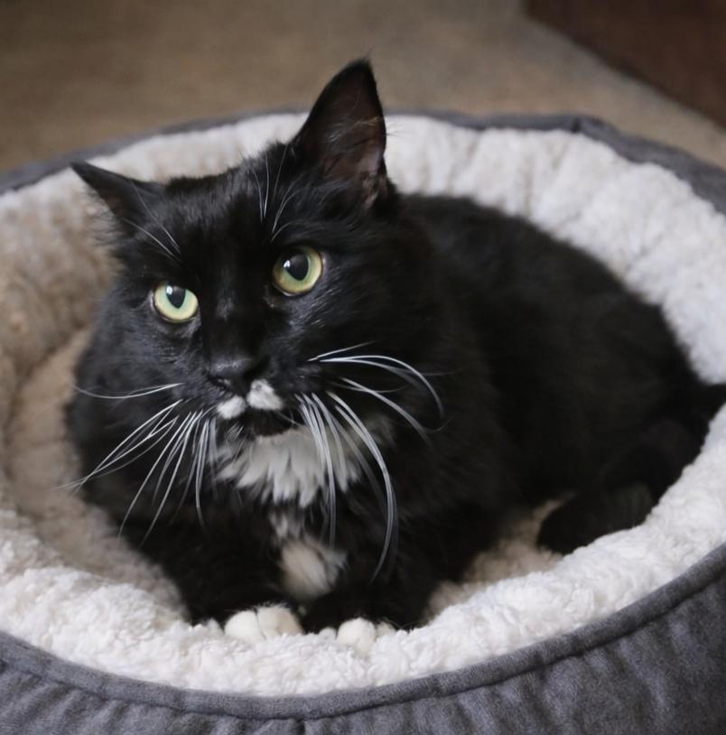 Wookie, ADOPTABLE, Senior Female Maine Coon & Tuxedo.