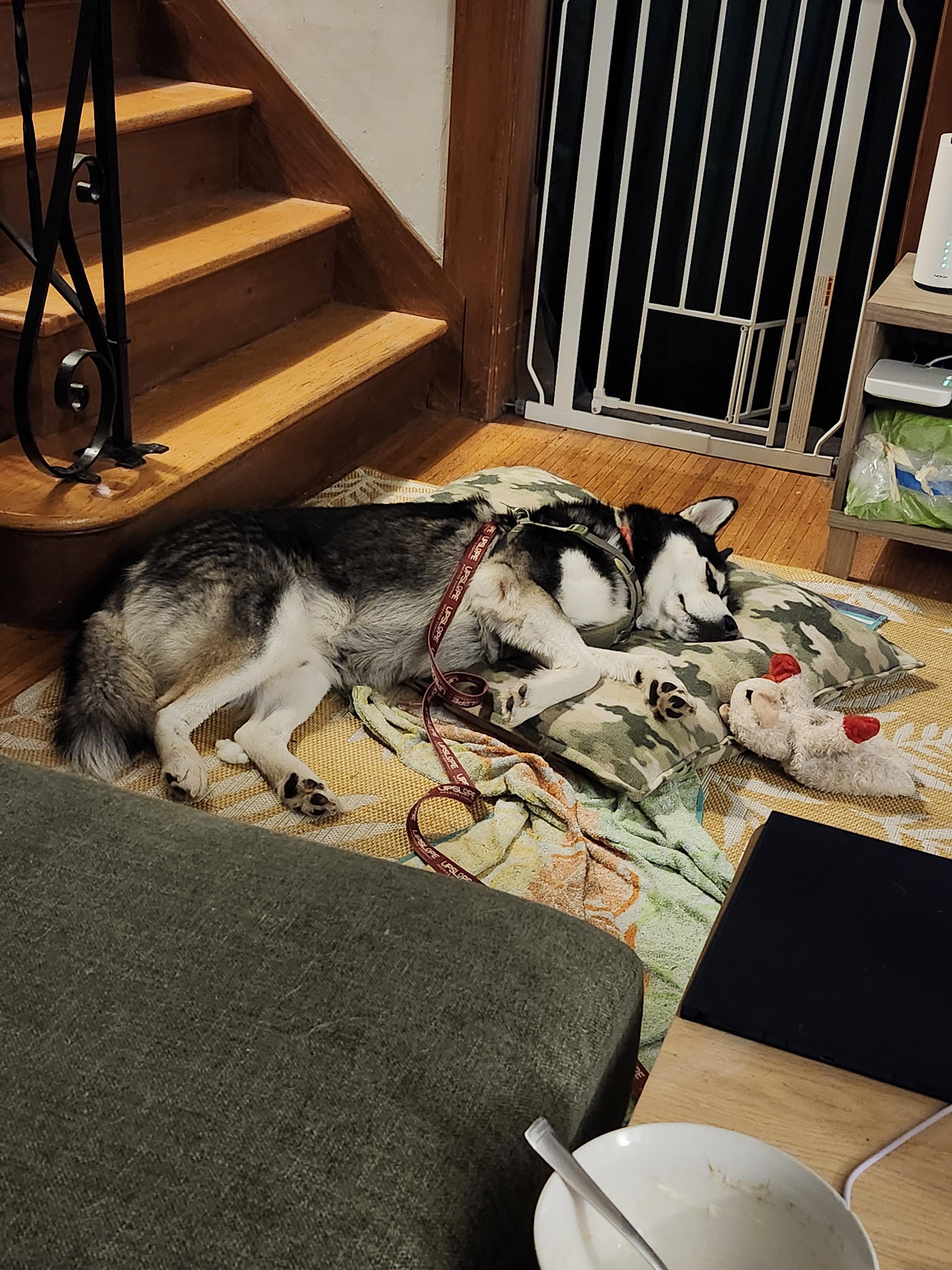 Harlow, ADOPTABLE, Adult Male Siberian Husky.