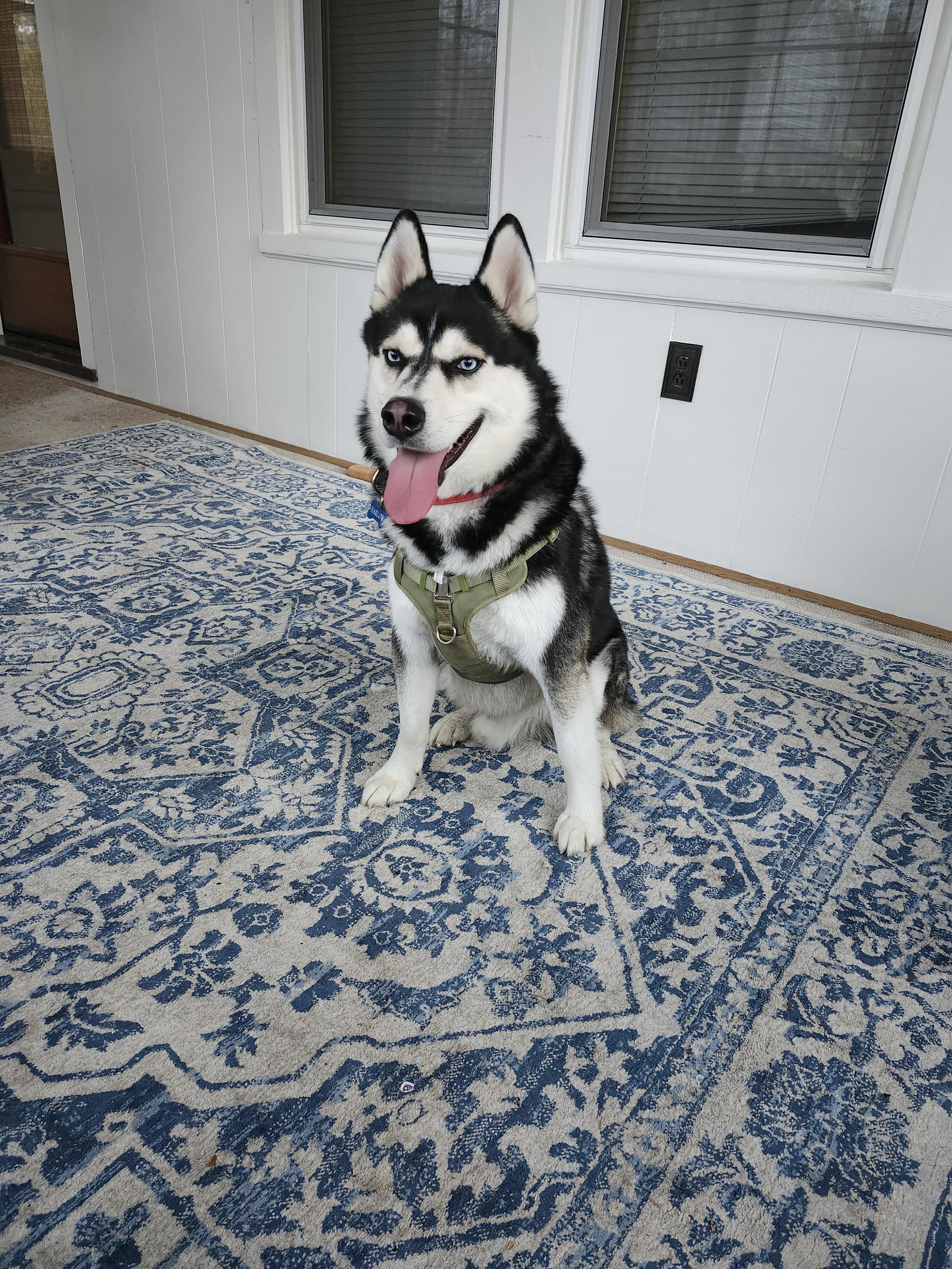 Enlarge Harlow, a ADOPTABLE Siberian Husky in Rochester, NY image 2/2