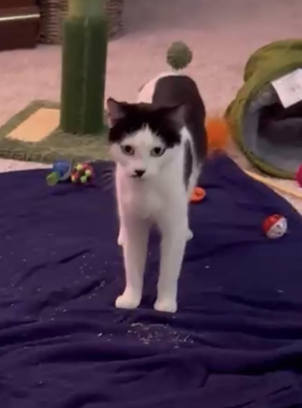 Tink, a ADOPTABLE Domestic Short Hair in Andover, CT image 2/6