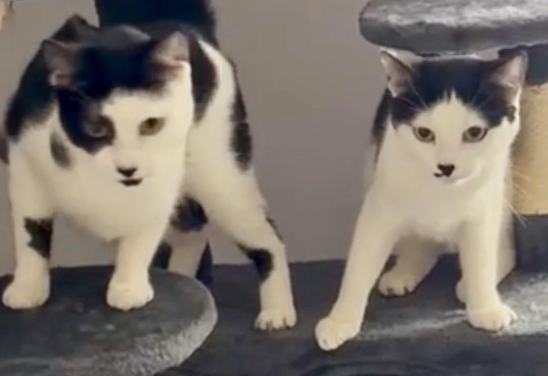 Tink & Bobble, a ADOPTABLE Domestic Short Hair in Andover, CT image 6/6