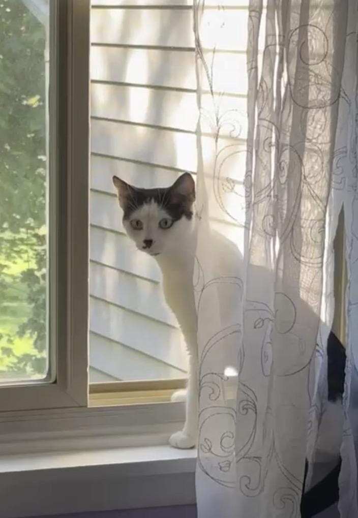 Tink, a ADOPTABLE Domestic Short Hair in Andover, CT image 6/6