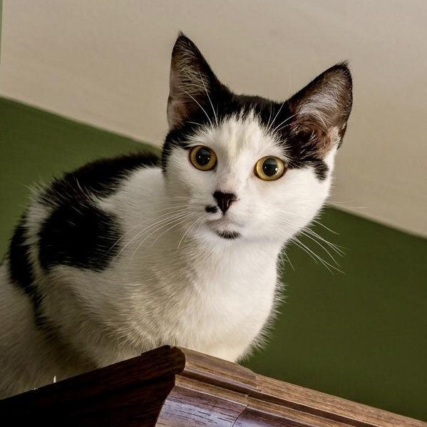Tink & Bobble, ADOPTABLE, Young Female Domestic Short Hair.