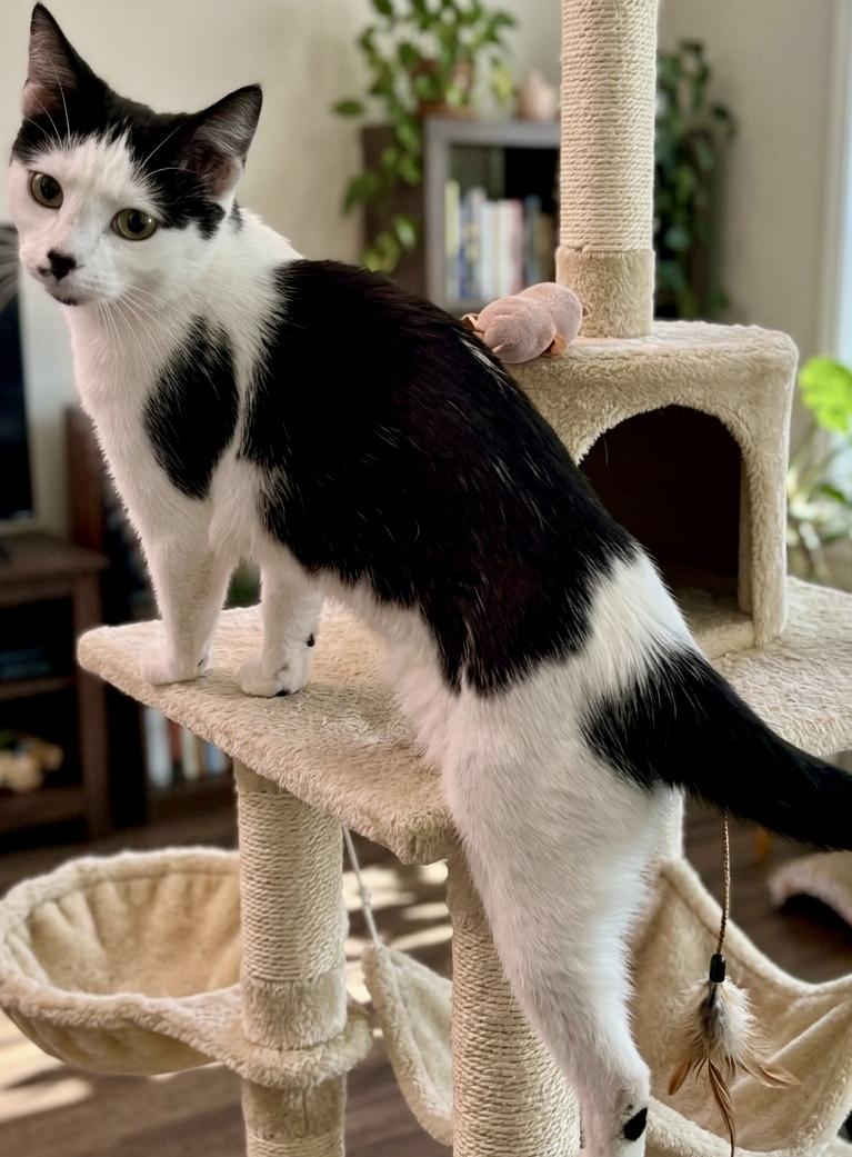 Tink, ADOPTABLE, Young Female Domestic Short Hair.