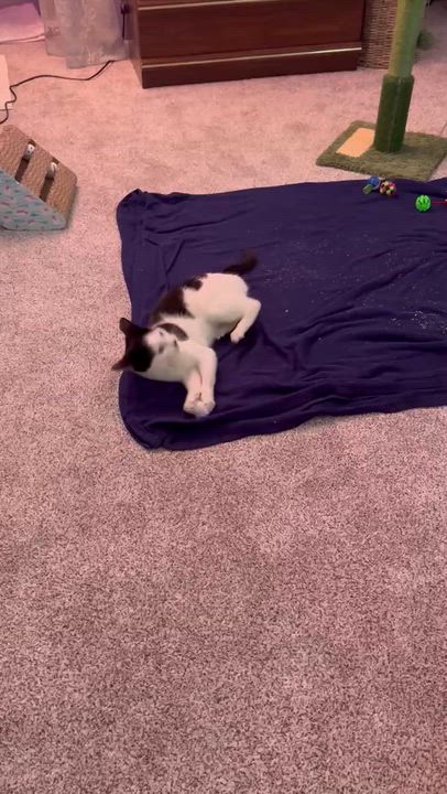 Enlarge Tink, a ADOPTABLE Domestic Short Hair in Andover, CT video 3/6