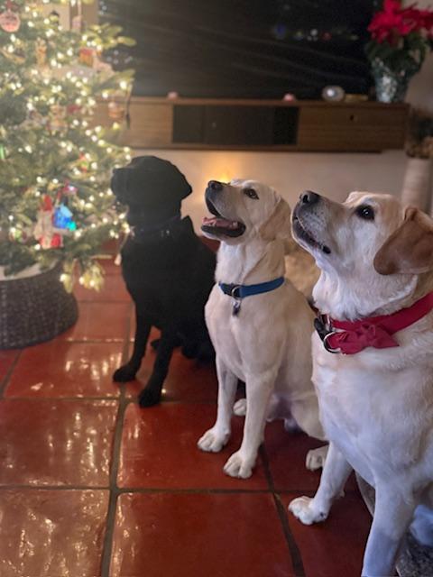 Enlarge Rocky, a ADOPTABLE Labrador Retriever in Sacramento, CA image 3/6