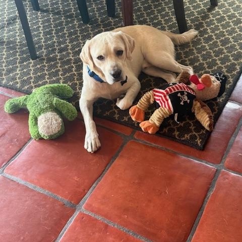 Enlarge Rocky, a ADOPTABLE Labrador Retriever in Sacramento, CA image 5/6