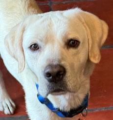 Enlarge Rocky, a ADOPTABLE Labrador Retriever in Sacramento, CA image 1/6