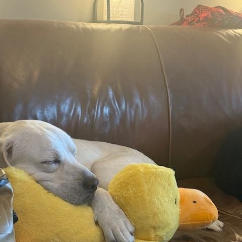 Enlarge Rocky, a ADOPTABLE Labrador Retriever in Sacramento, CA image 2/6
