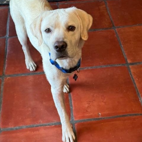 Enlarge Rocky, a ADOPTABLE Labrador Retriever in Sacramento, CA image 6/6