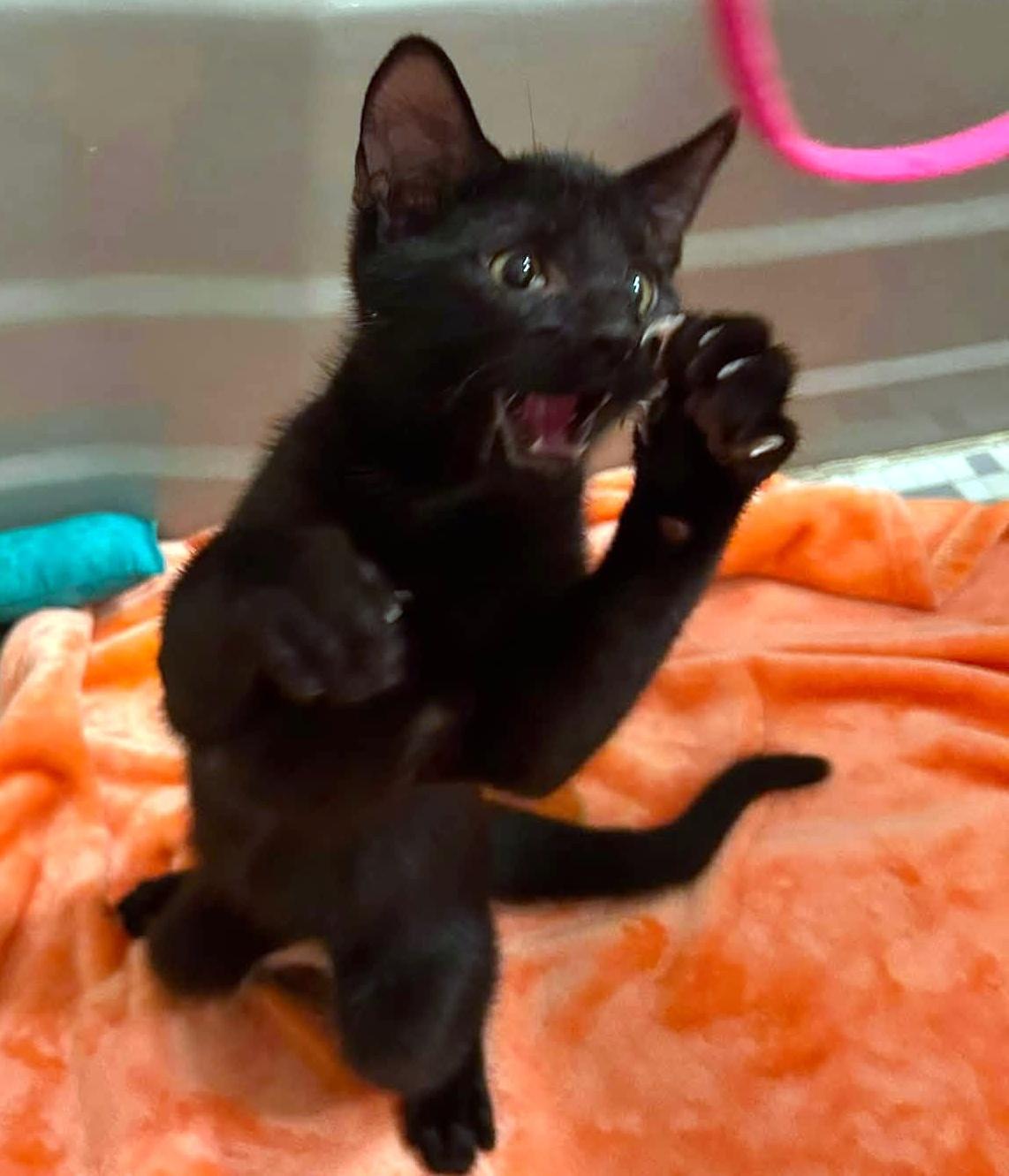Jacob, an adopted Domestic Short Hair in Pittsburgh, PA image 5/6