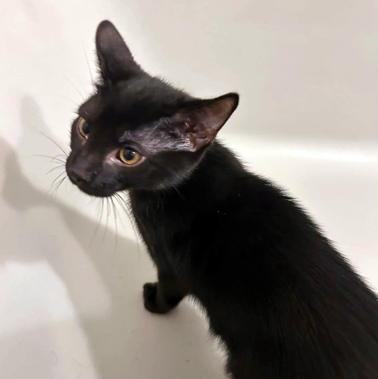 Jacob, an adopted Domestic Short Hair in Pittsburgh, PA image 3/6