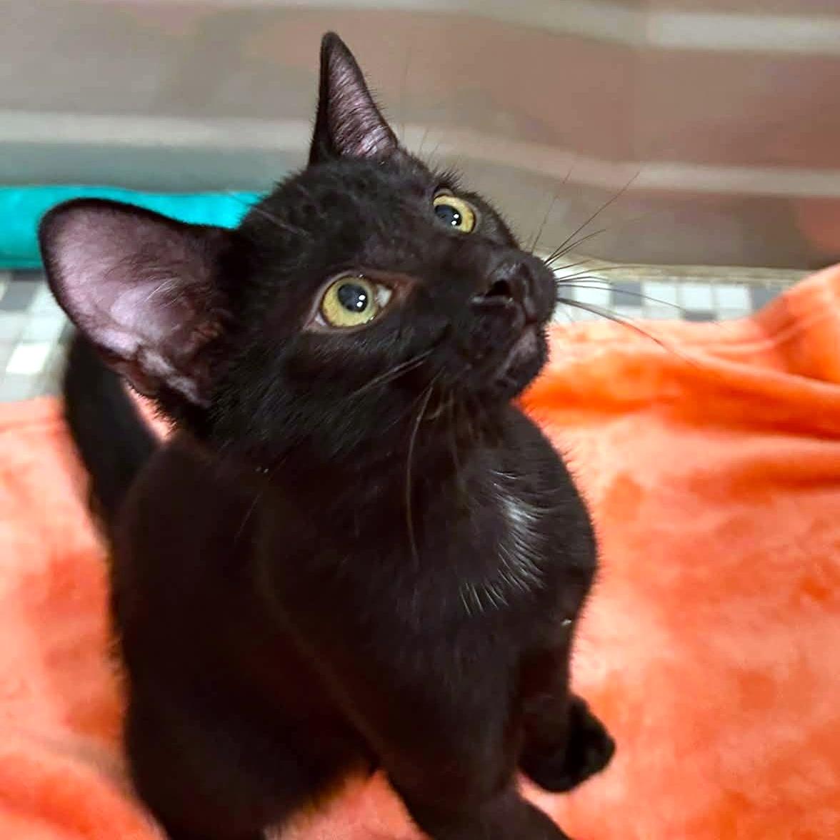 Jacob, an adopted Domestic Short Hair in Pittsburgh, PA image 1/6