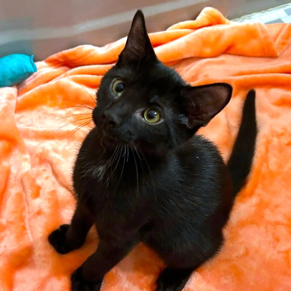 Jacob, an adopted Domestic Short Hair in Pittsburgh, PA image 2/6
