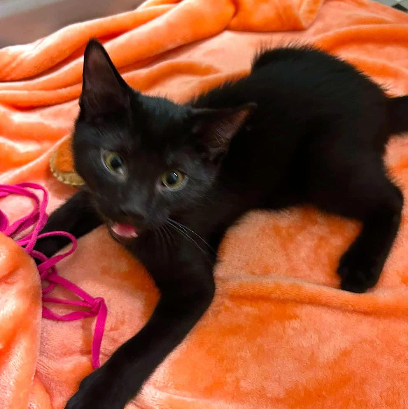 Jacob, an adopted Domestic Short Hair in Pittsburgh, PA image 6/6