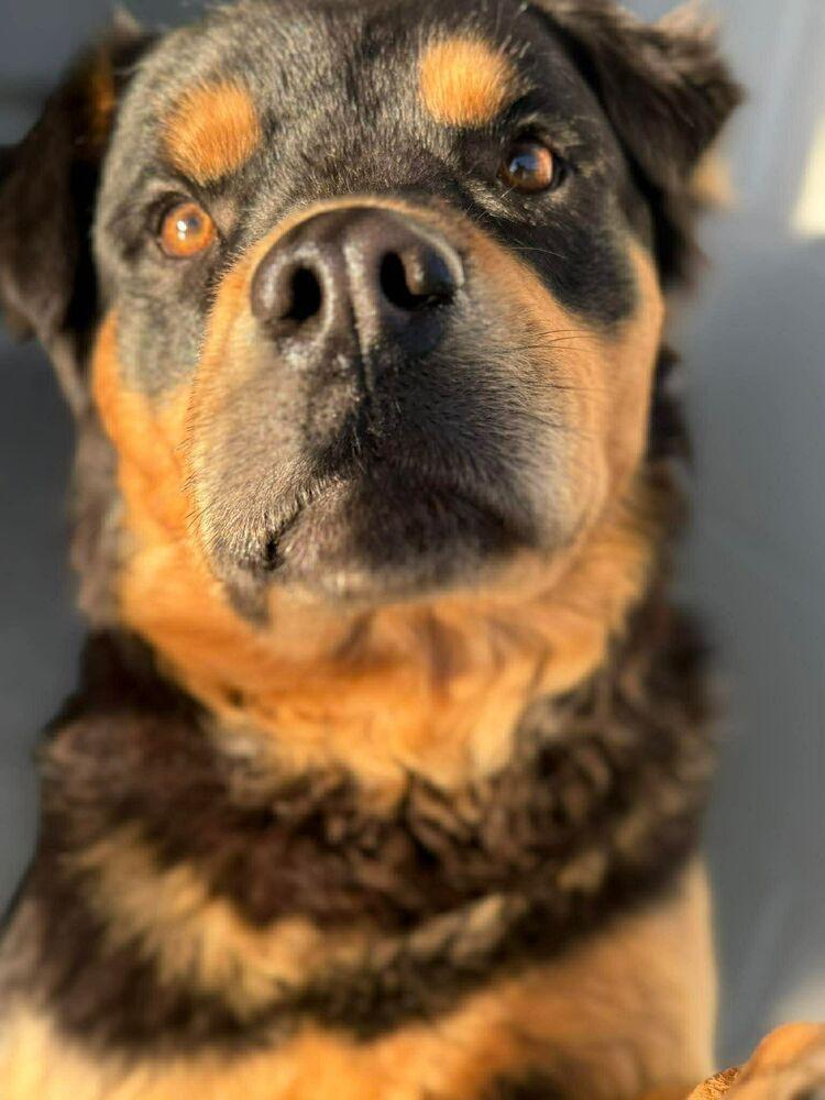 Eugene, Adoptable, Adult Male Rottweiler & Shepherd.