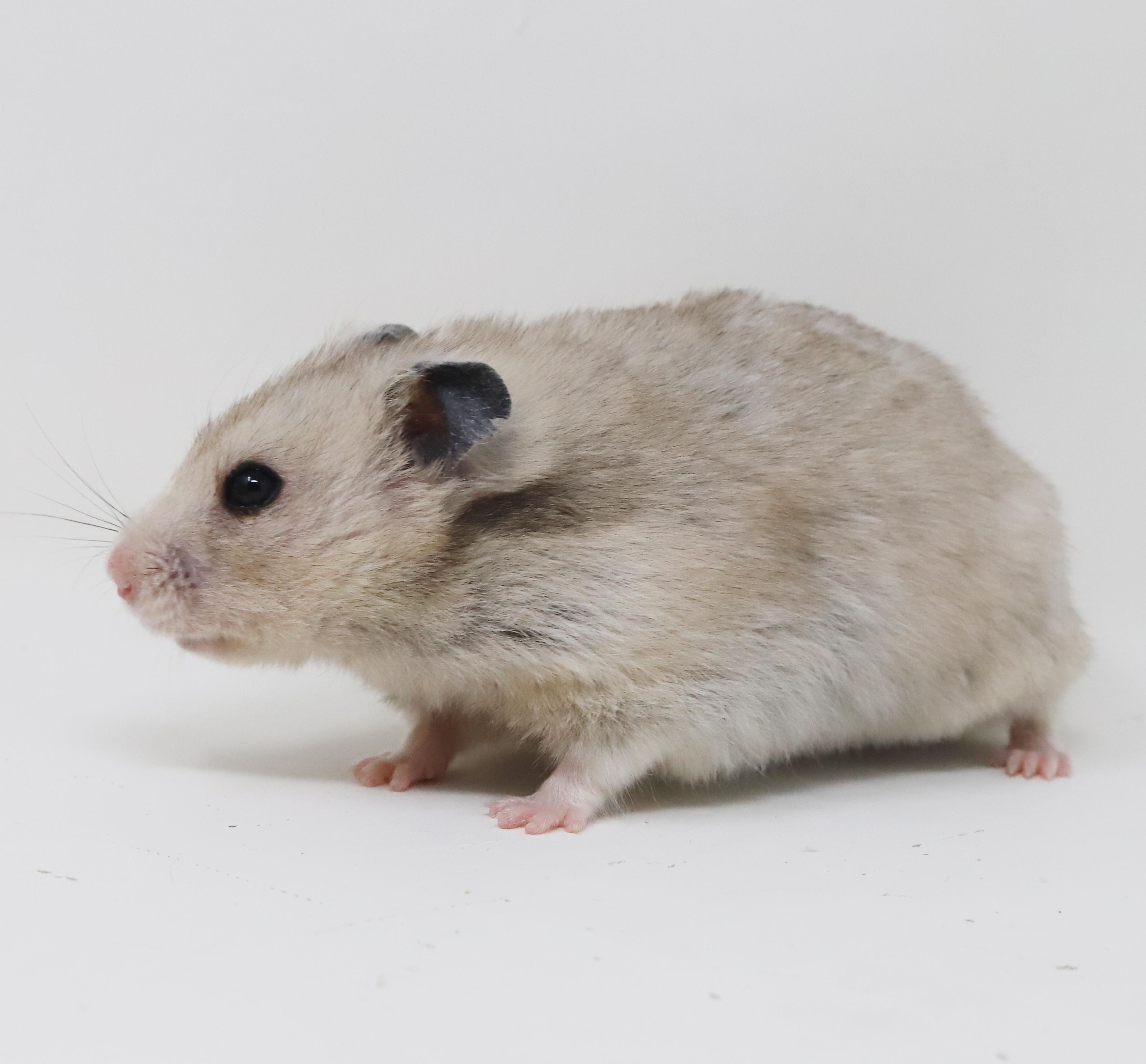 Enlarge Salt is chonky SMOOSH!!, a ADOPTABLE Hamster in Bedford Hills, NY image 4/6