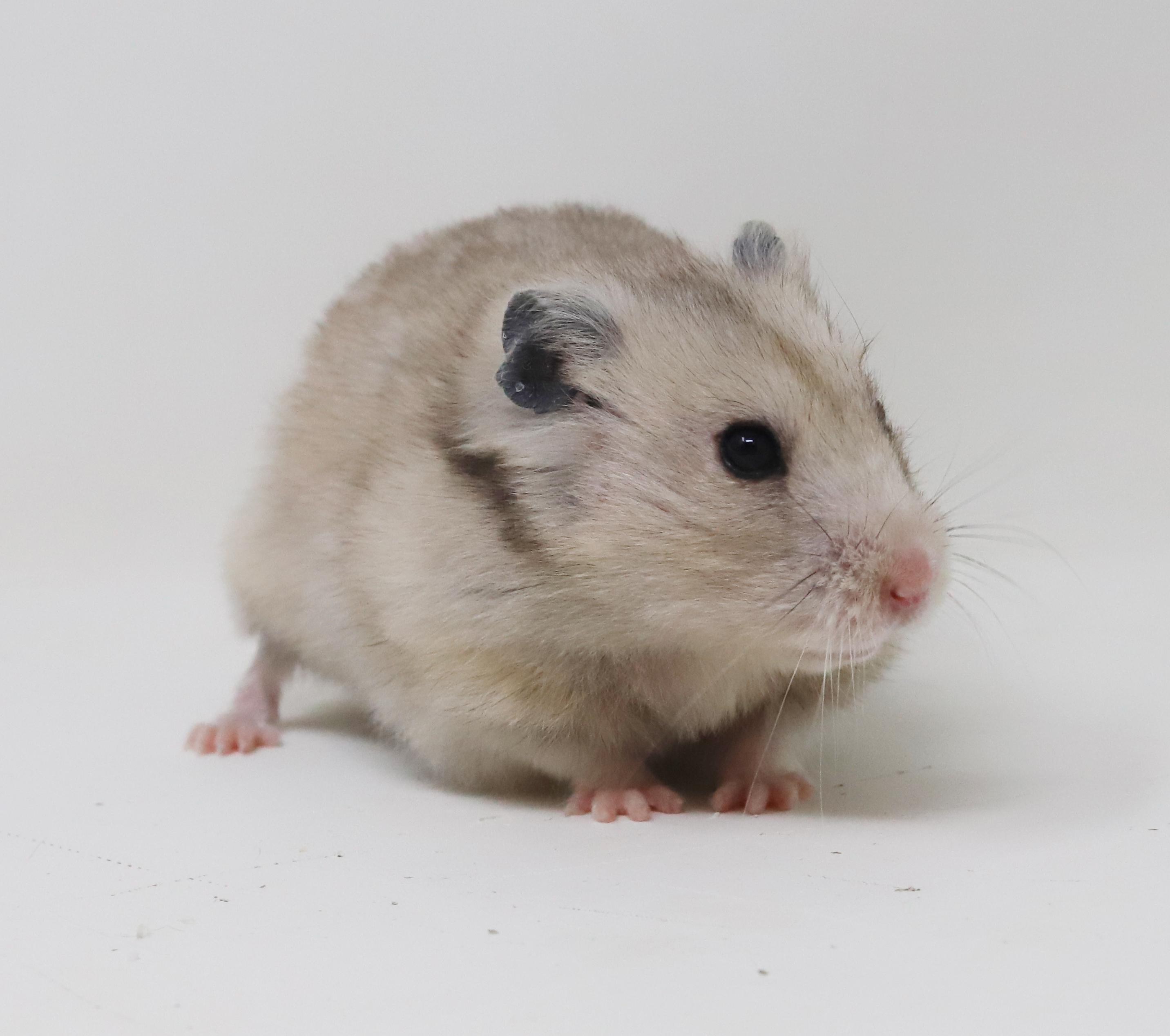 Enlarge Salt is chonky SMOOSH!!, a ADOPTABLE Hamster in Bedford Hills, NY image 3/6