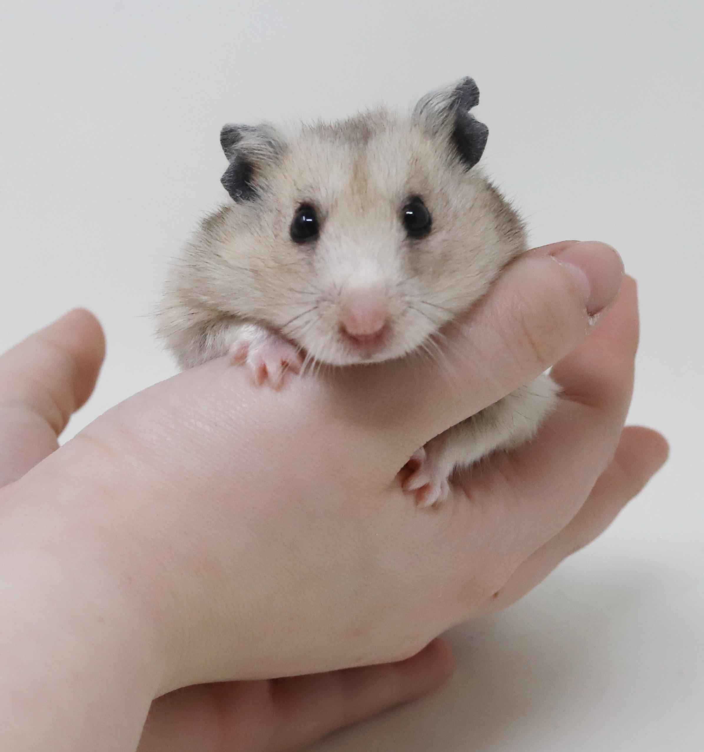 Salt is chonky SMOOSH!!, ADOPTABLE, Young Male Hamster.