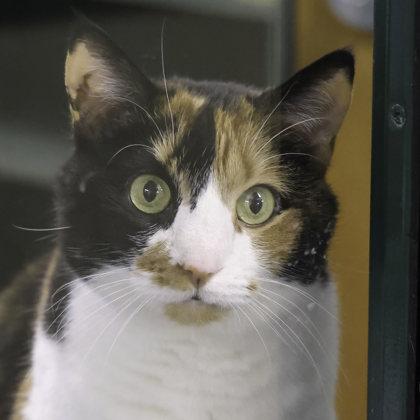 Hattie, Adoptable, Senior Female Domestic Short Hair & Domestic Short Hair.