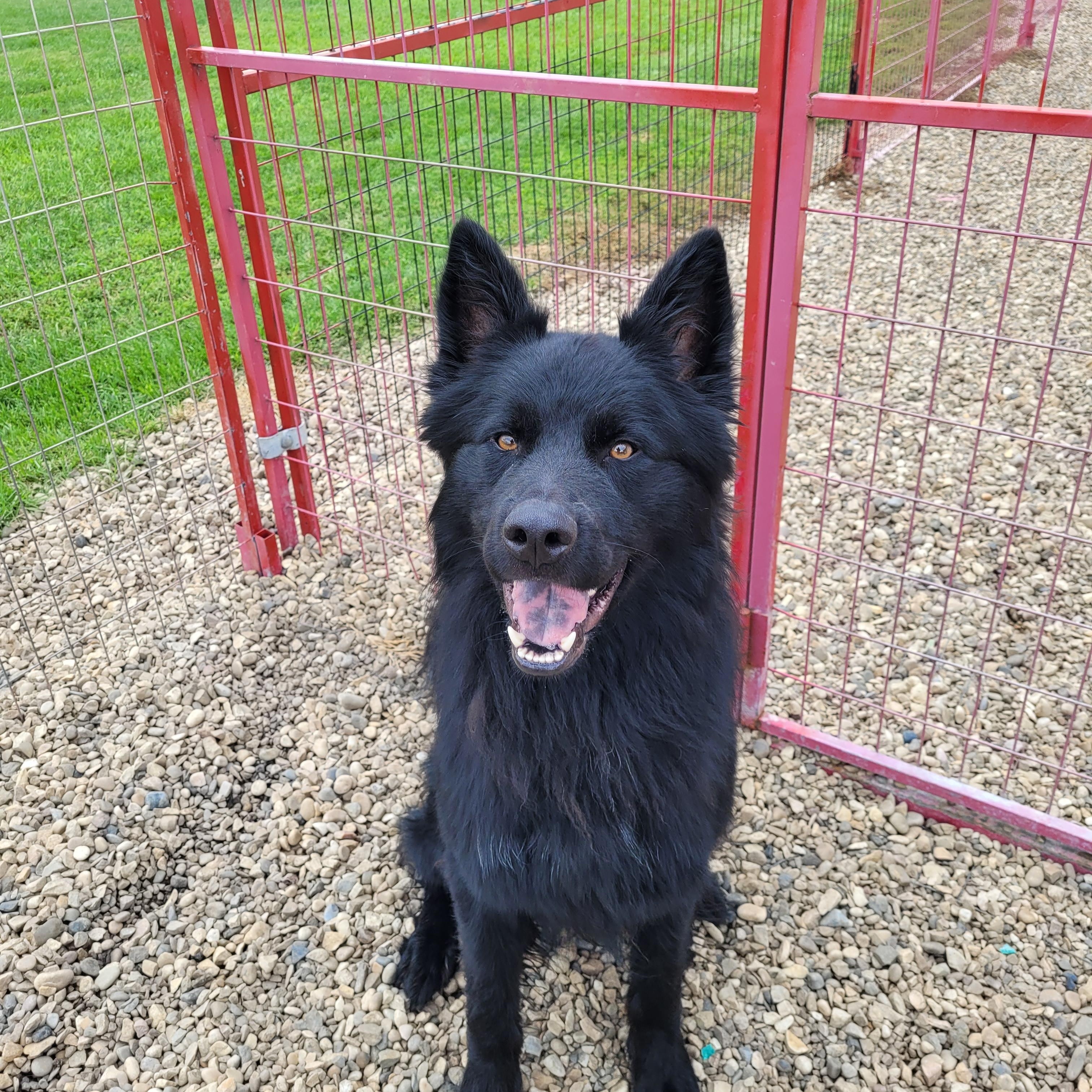 Tippers, an adoptable Akita in Lacombe, AB, T4L 1X3 | Photo Image 1