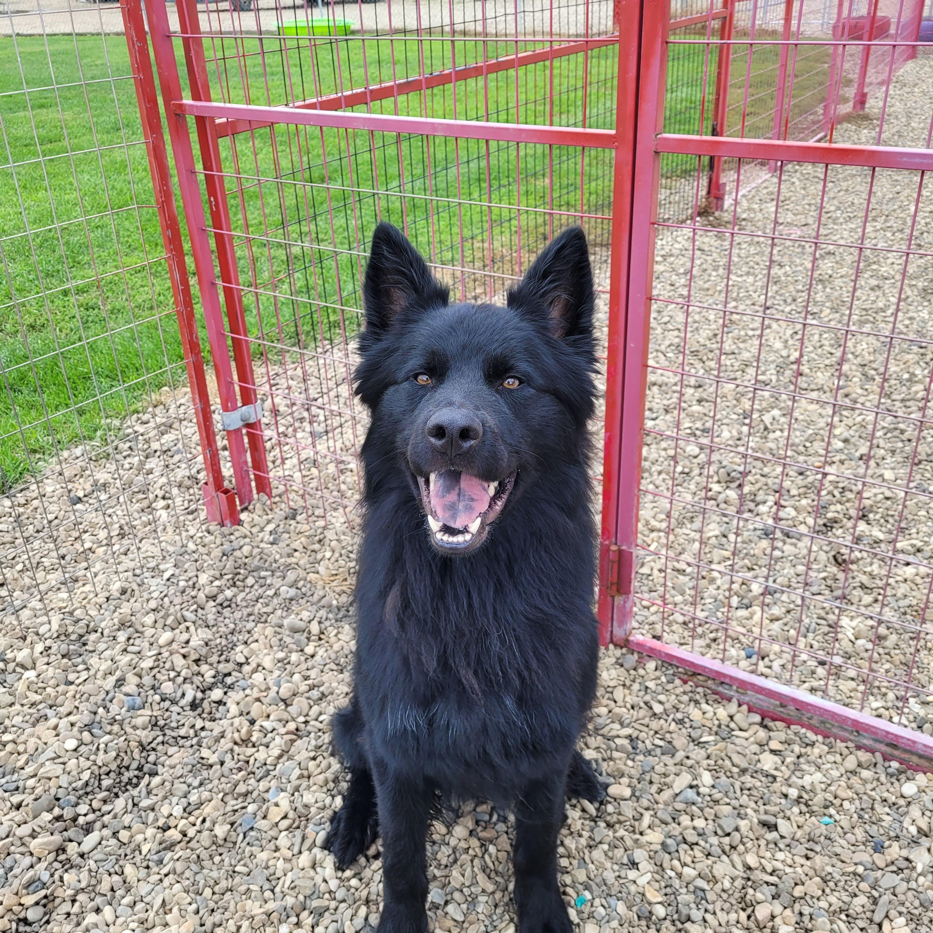 Tippers, an adoptable Akita in Lacombe, AB, T4L 1X3 | Photo Image 2