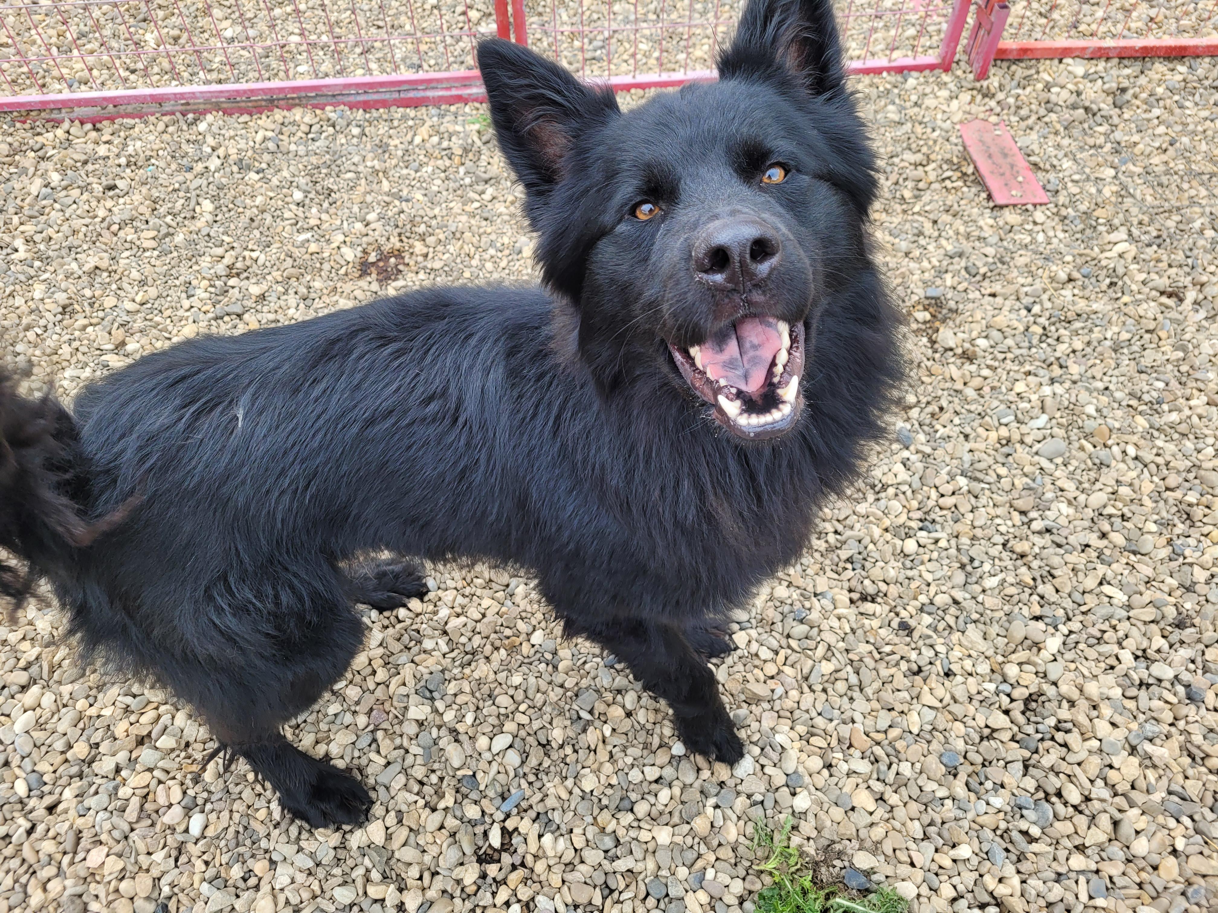 Tippers, an adoptable Akita in Lacombe, AB, T4L 1X3 | Photo Image 3