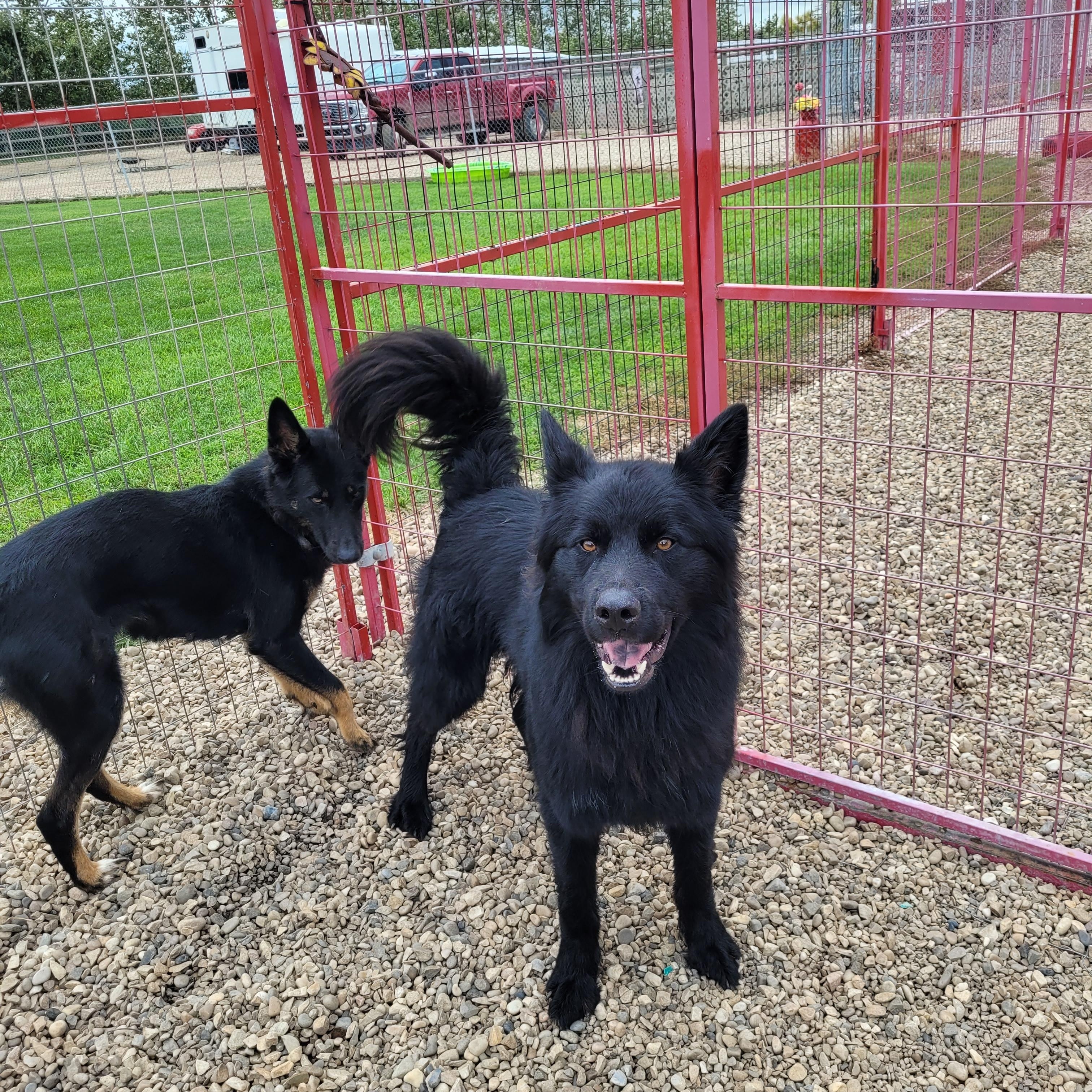 Enlarge Tippers, an adopted mixed breed in Lacombe, AB image 4/4