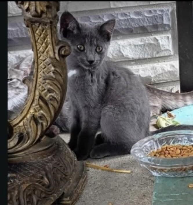 Enlarge Colonel, a Adoptable Domestic Short Hair in Grand Rapids, MI image 1/2