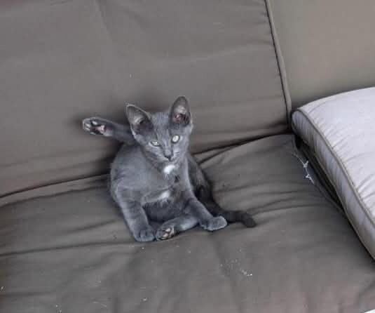Enlarge Colonel, a Adoptable Domestic Short Hair in Grand Rapids, MI image 2/2