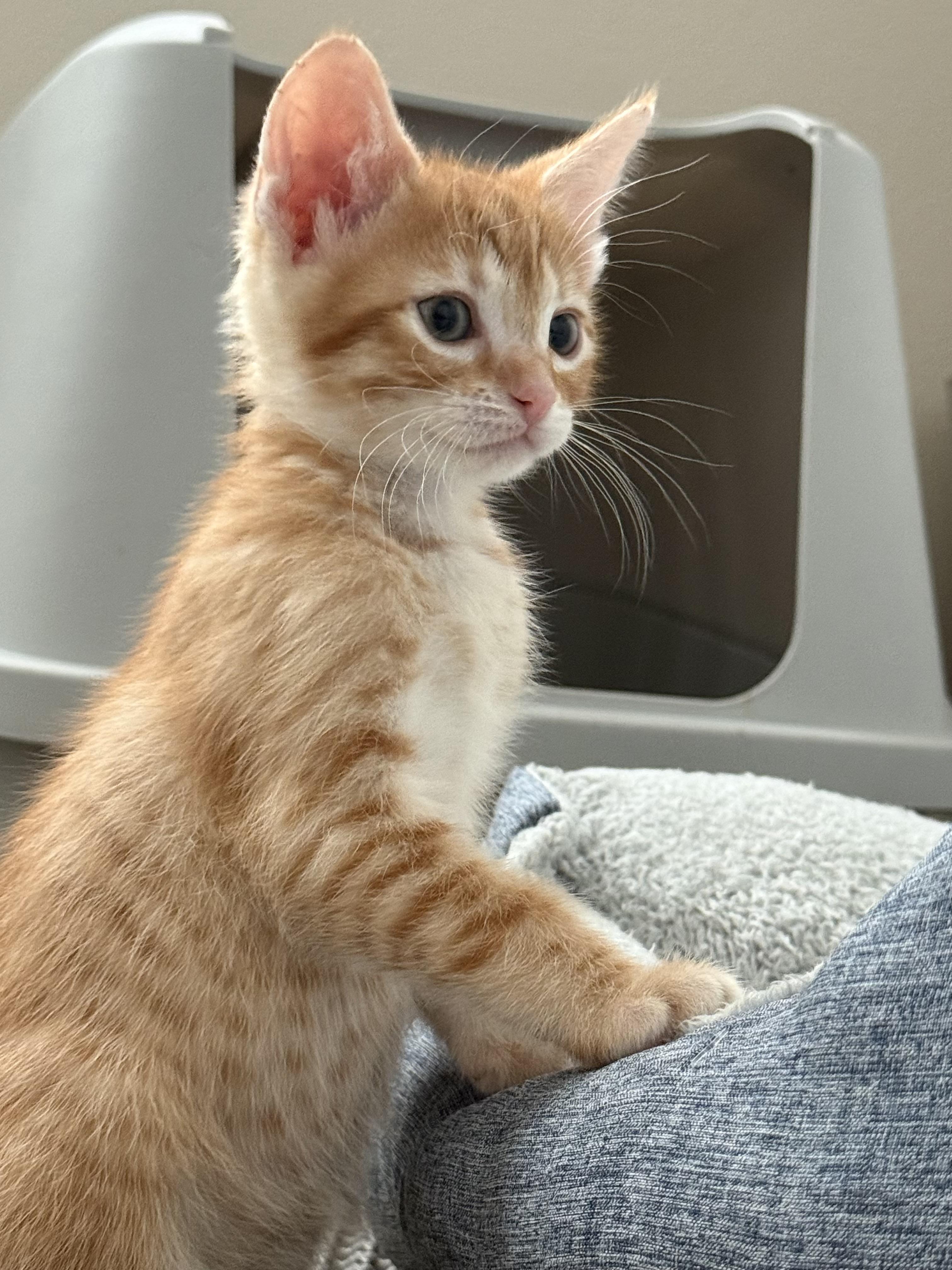 Butterscotch , an adopted Domestic Short Hair in Bonney Lake, WA image 2/6
