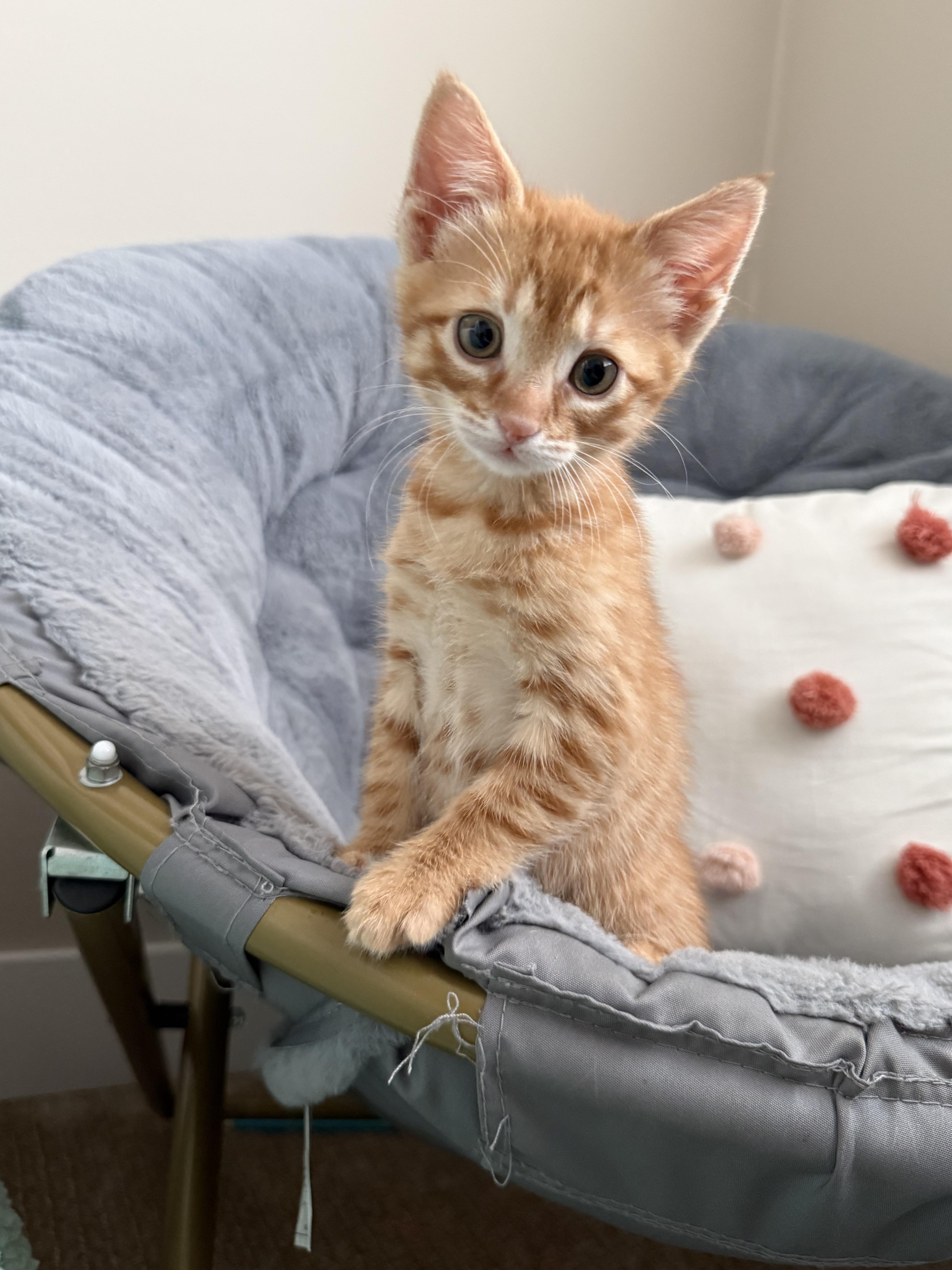 Butterscotch , an adopted Domestic Short Hair in Bonney Lake, WA image 4/6